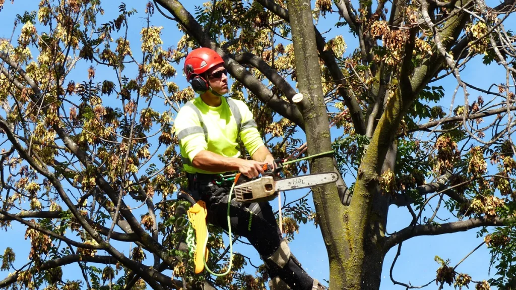 Tree Pruning in Philadelphia: Crucial to Health, Safety, or Landscape Requirements.